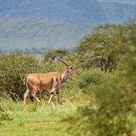 antilopa losí - Taurotragus oryx