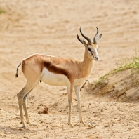 antilopa skákavá - Antidorcas marsupialis