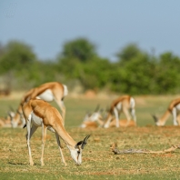 antilopa skákavá - Antidorcas marsupialis