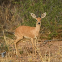 antilopa trávní - Raphicerus campestris