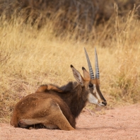 antilopa vraná - Hippotragus niger