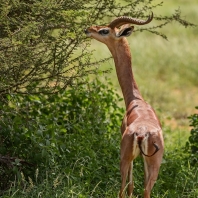 antilopa žirafí - Litocranius walleri