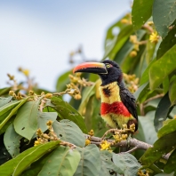 arassari panamský - Pteroglossus frantzii