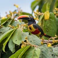 arassari panamský - Pteroglossus frantzii