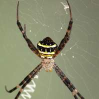 Argiope aetheroides