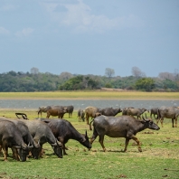 arni cejlonský - Bubalus arnee migona
