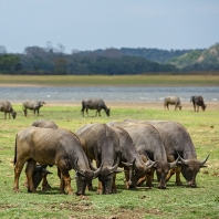 arni cejlonský - Bubalus arnee migona