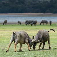 arni cejlonský - Bubalus arnee migona