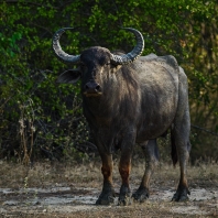 arni cejlonský - Bubalus arnee migona