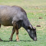 arni cejlonský - Bubalus arnee migona