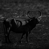 arni cejlonský - Bubalus arnee migona