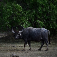 arni cejlonský - Bubalus arnee migona