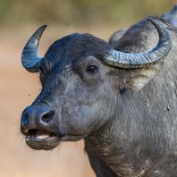 arni cejlonský - Bubalus arnee migona