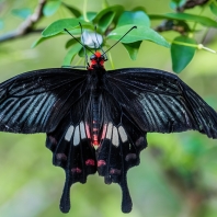 Atrophaneura aristolochiae