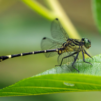 Austrogomphus prasinus