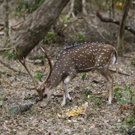axis indický - Axis axis