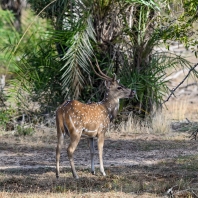 axis indický - Axis axis