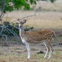 axis indický - Axis axis
