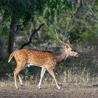 axis indický - Axis axis