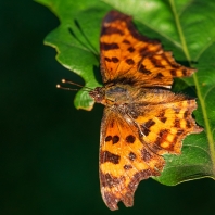 babočka bílé C - Polygonia c-album