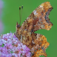 babočka bílé C - Polygonia c-album
