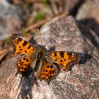 babočka bílé C - Polygonia c-album