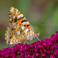 babočka bodláková - Vanessa cardui