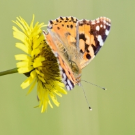 babočka bodláková - Vanessa cardui