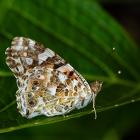 babočka bodláková - Vanessa cardui