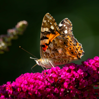 babočka bodláková - Vanessa cardui