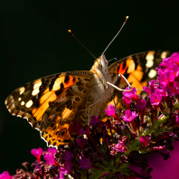 babočka bodláková - Vanessa cardui
