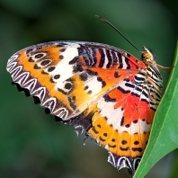 babočka cyanská - Cethosia cyane