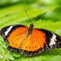 babočka cyanská - Cethosia cyane