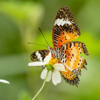 babočka cyanská - Cethosia cyane