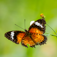 babočka cyanská - Cethosia cyane