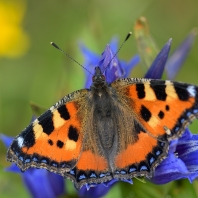 babočka kopřivová - Aglais urticae