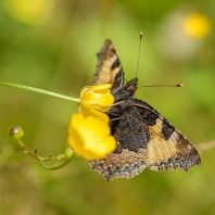 babočka kopřivová - Aglais urticae