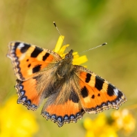 babočka kopřivová - Aglais urticae