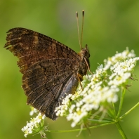 babočka paví oko - Inachis io