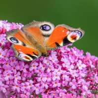 babočka paví oko - Inachis io