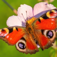 babočka paví oko - Inachis io