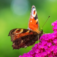 babočka paví oko - Inachis io