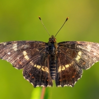 babočka síťkovaná - Araschnia levana