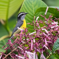 banakit americký - Coereba flaveola