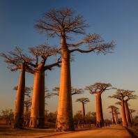 baobab - Adansonia madagascariensis
