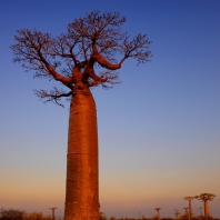 baobab - Adansonia madagascariensis