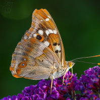 batolec červený - Apatura ilia