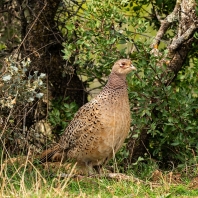 bažant obecný - Phasianus colchicus