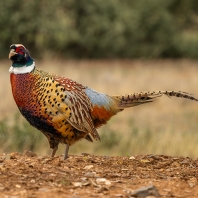 bažant obecný - Phasianus colchicus