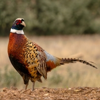 bažant obecný - Phasianus colchicus